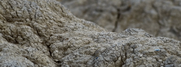 What Does the Mud Whisper?