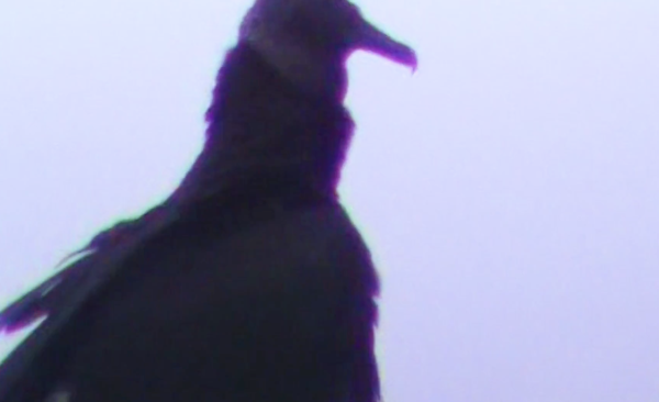 Where Do Birds Go When It Rains