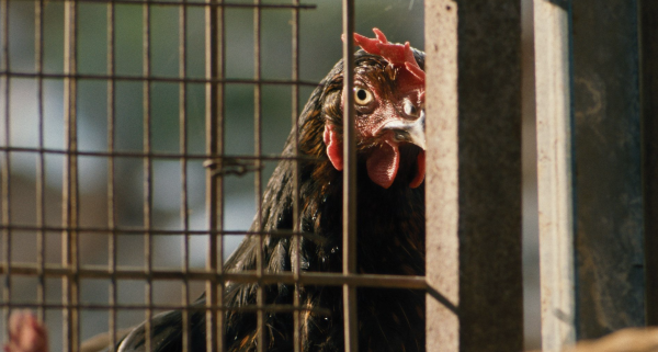 Hen