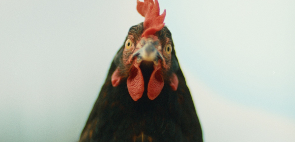 Hen
