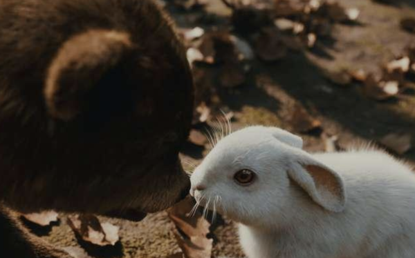 White Hare