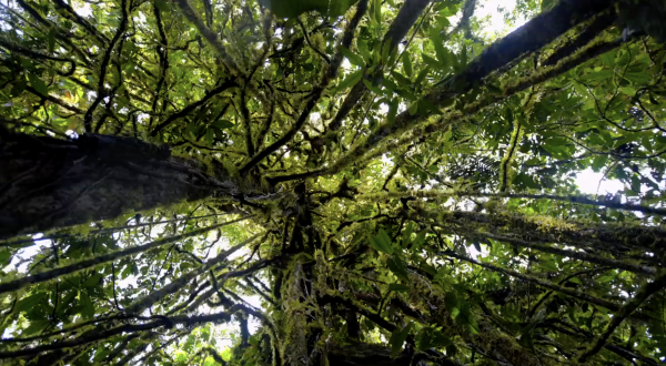 Lamo Auru - Old Forest, New Lines