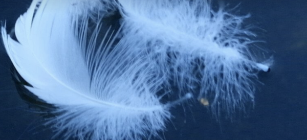 Swanlake