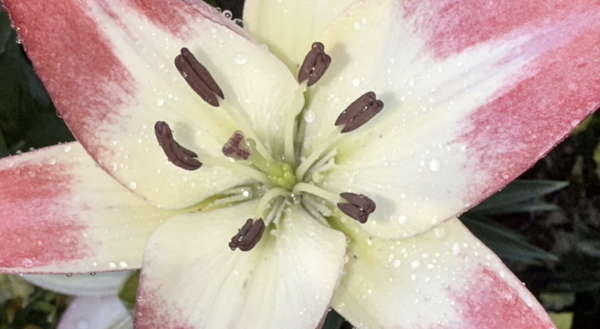 Blooms
