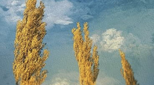 Poplars