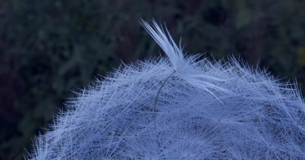 Dandelion's Odyssey