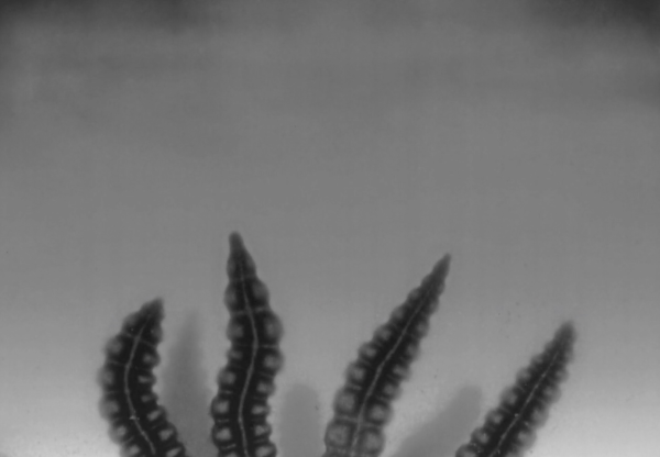 Plantasia