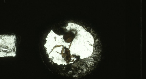 ANTFILM