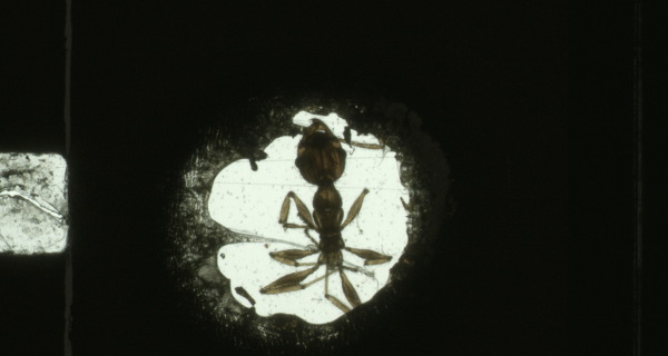 ANTFILM