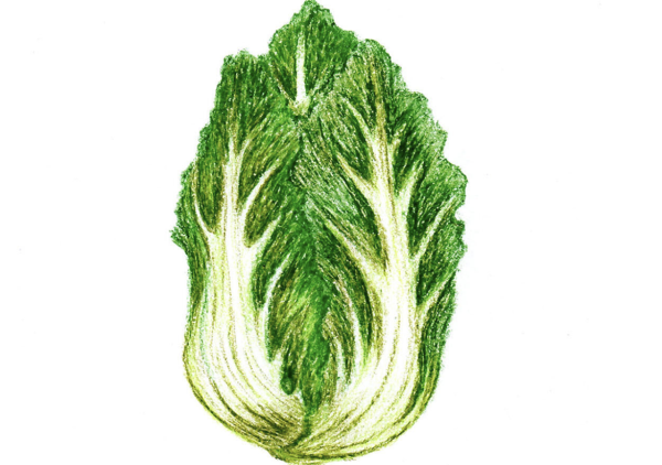 Cabbage Daddy