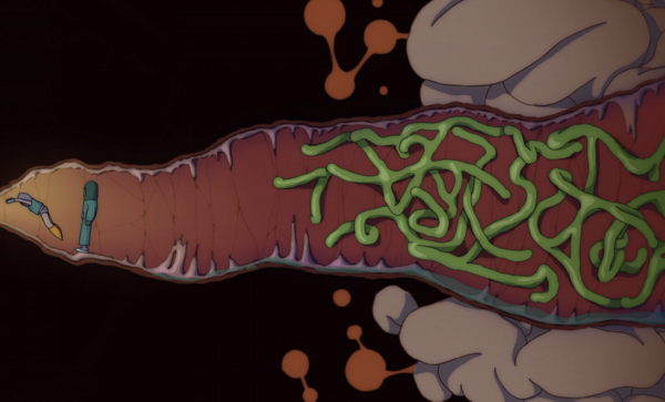 The sensory organ