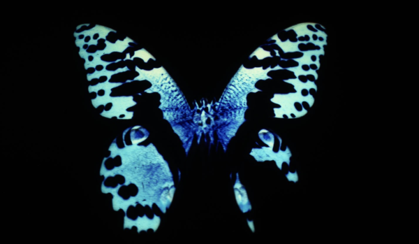 Butterfly Stories: Malaise II