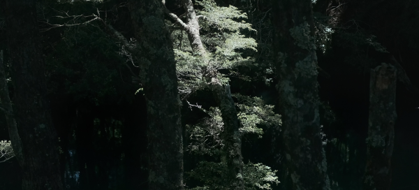 Forest up in the Mountain