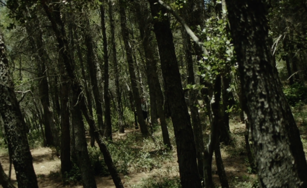 Don't Try This in the Woods