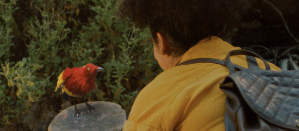 What's the Deal with Birds?