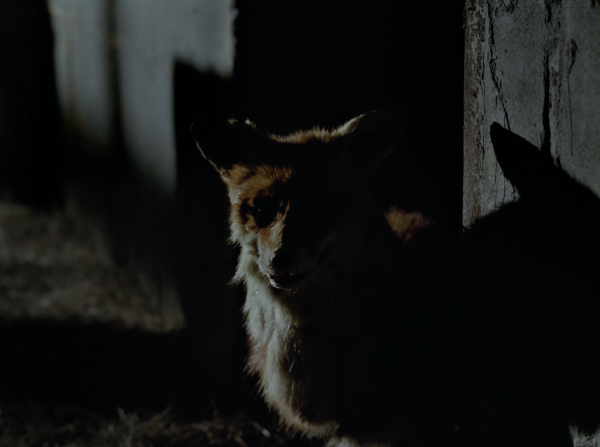For Fox Sake