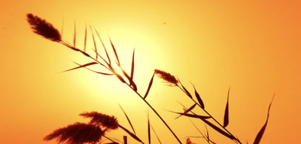Memories of an Unborn Sun