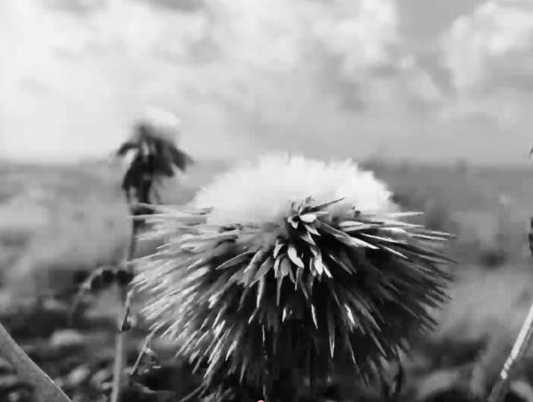 Letters #17 - Letter from: Reine Chahine, film by: Marie-Rose Osta