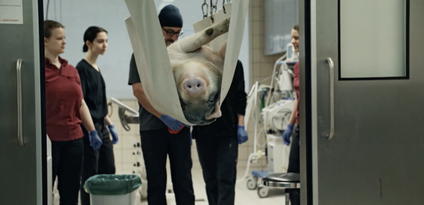 When Pigs Fly