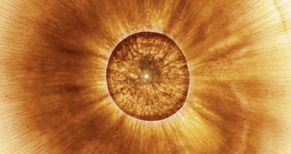 Stellar Iris