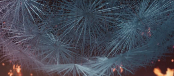 Dandelion's Odyssey