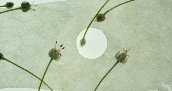 Invisible Harvests