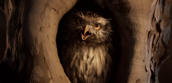 Enedis "Les Oiseaux"