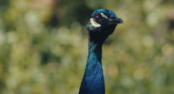 Our Neighbors, The Peacocks
