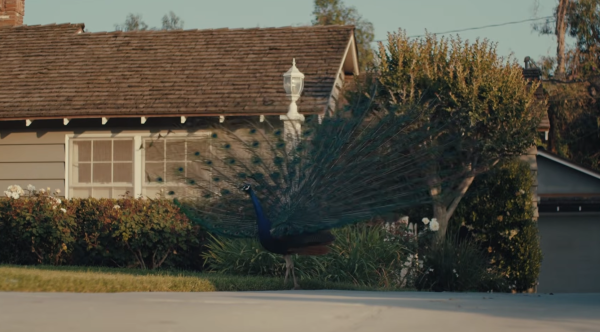 Our Neighbors, The Peacocks