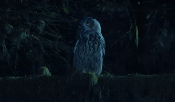 Owl