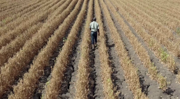 Harvest