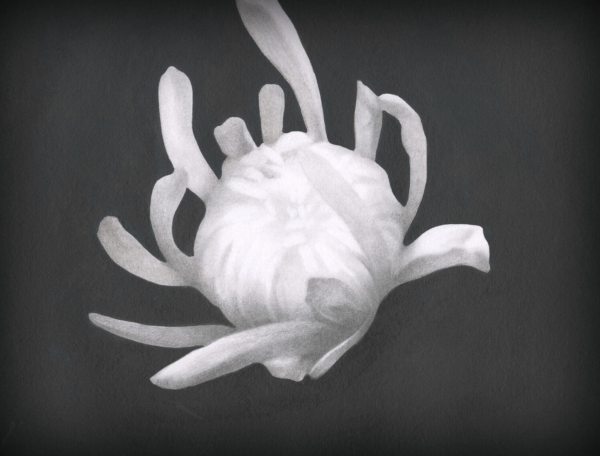 Chrysanthemum