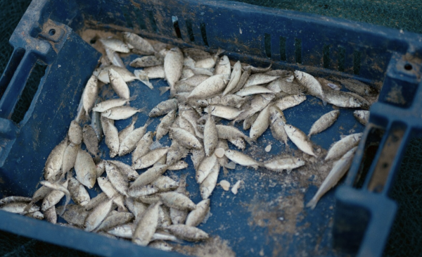Free Fish