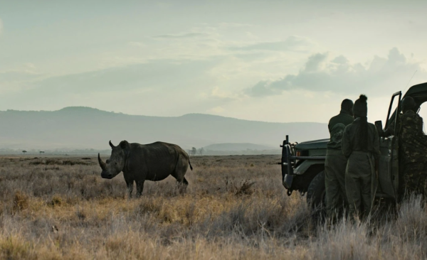 Rhino