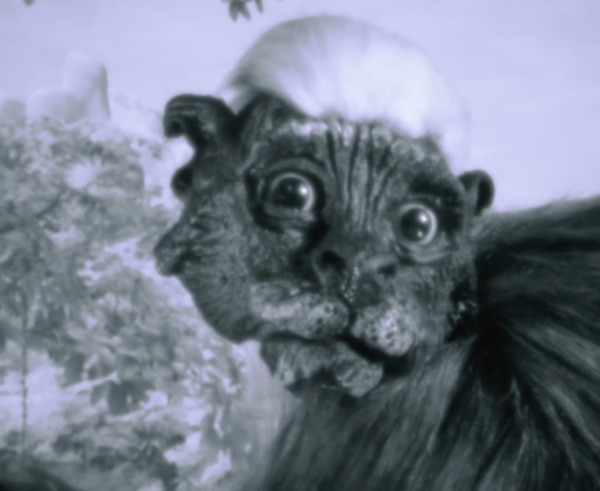 Emechiche, the Rebirth of White-headed