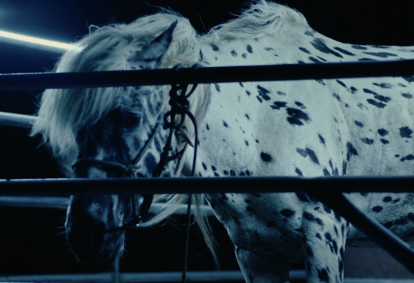 The Kalgan Horse