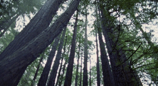 The Forest is a Spirit That Beckons Me