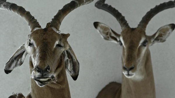 Animus Animalis (A Story about People, Animal and Things)