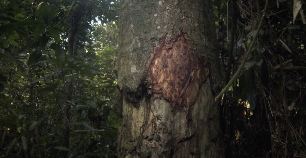 The Tree of Authenticity